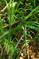 Phragmites australis australis
