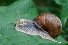 Helix pomatia