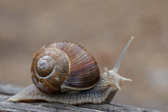 Helix pomatia