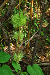 Phragmites australis australis