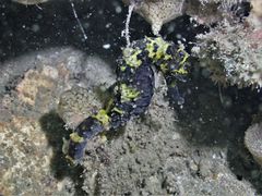Hippocampus comes
