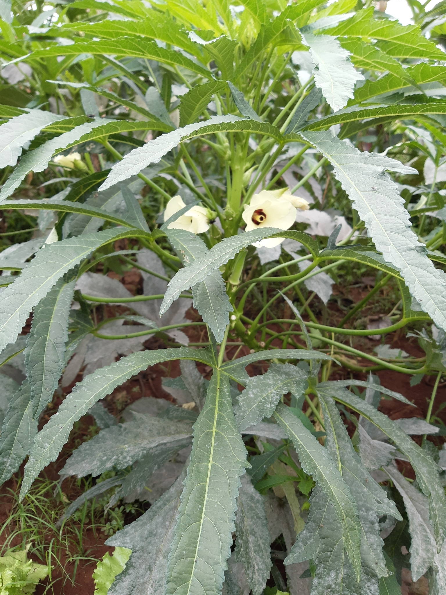 Abelmoschus esculentus