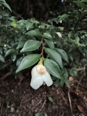 Camellia cuspidata