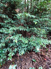 Camellia cuspidata
