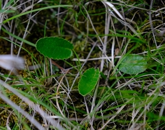Alepidea delicatula