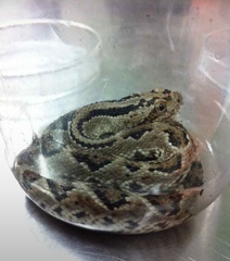 Crotalus tzabcan