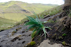 Kniphofia caulescens