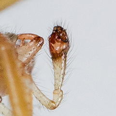 Enoplognatha submargarita