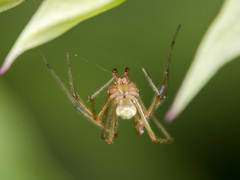 Enoplognatha submargarita
