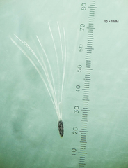 Laggera aurita