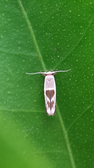 Stathmopoda megathyma