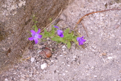 Campanula lusitanica