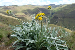 Senecio macrospermus
