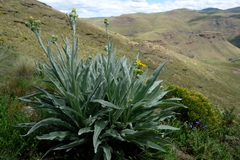 Senecio macrospermus