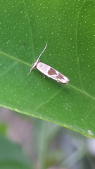 Stathmopoda megathyma