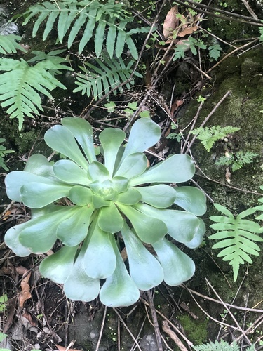 Aeonium undulatum