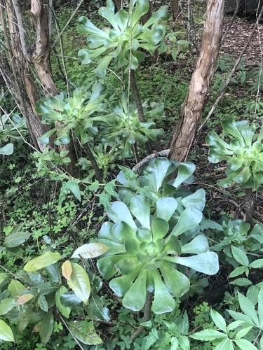 Aeonium undulatum