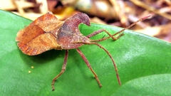 Menenotus