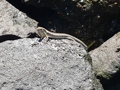 Emoia atrocostata