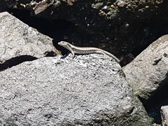 Emoia atrocostata
