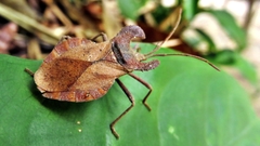 Menenotus