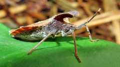 Menenotus