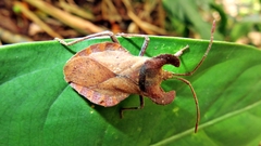 Menenotus