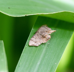 Hypophysaria integrata
