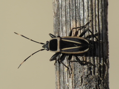 Ragliodes delineatus