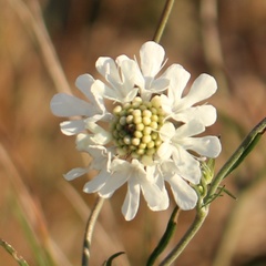 Scabiosa bipinnata