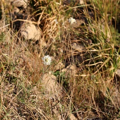 Scabiosa bipinnata