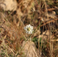 Scabiosa bipinnata