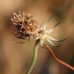 Scabiosa bipinnata