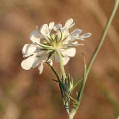 Scabiosa bipinnata