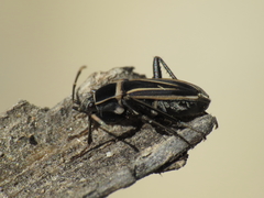 Ragliodes delineatus