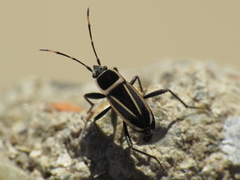 Ragliodes delineatus
