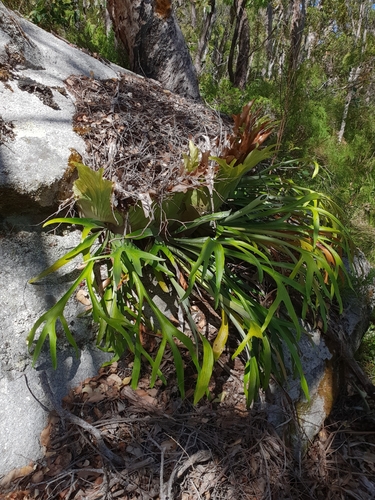 Platycerium bifurcatum