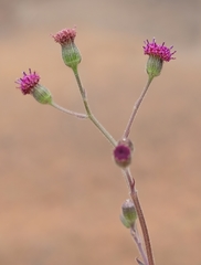 Senecio discodregeanus