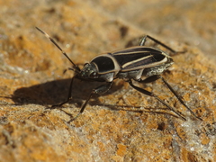 Ragliodes delineatus