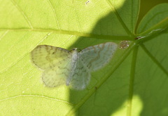 Asthena albulata