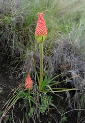 Kniphofia stricta