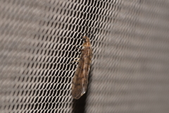 Stenosialis australiensis