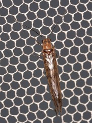 Stenosialis australiensis