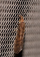 Stenosialis australiensis