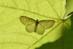 Asthena albulata