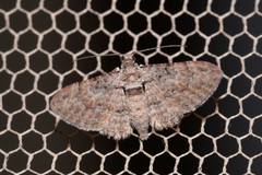 Sigilliclystis insigillata