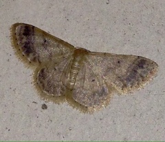 Idaea pilosata