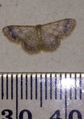 Idaea pilosata