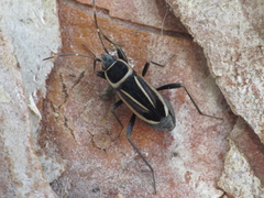 Ragliodes delineatus