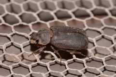 Maechidius